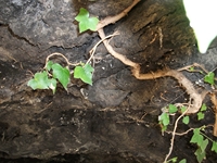otta Comune-10042012 006